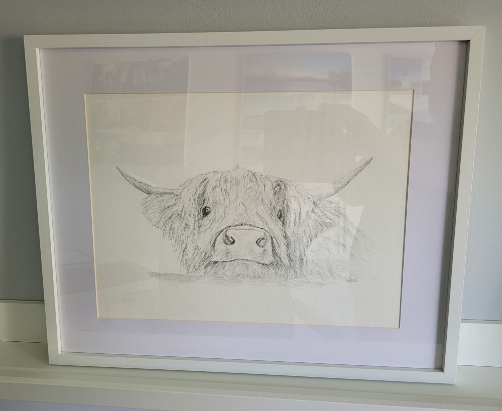 Curious Highland Cow