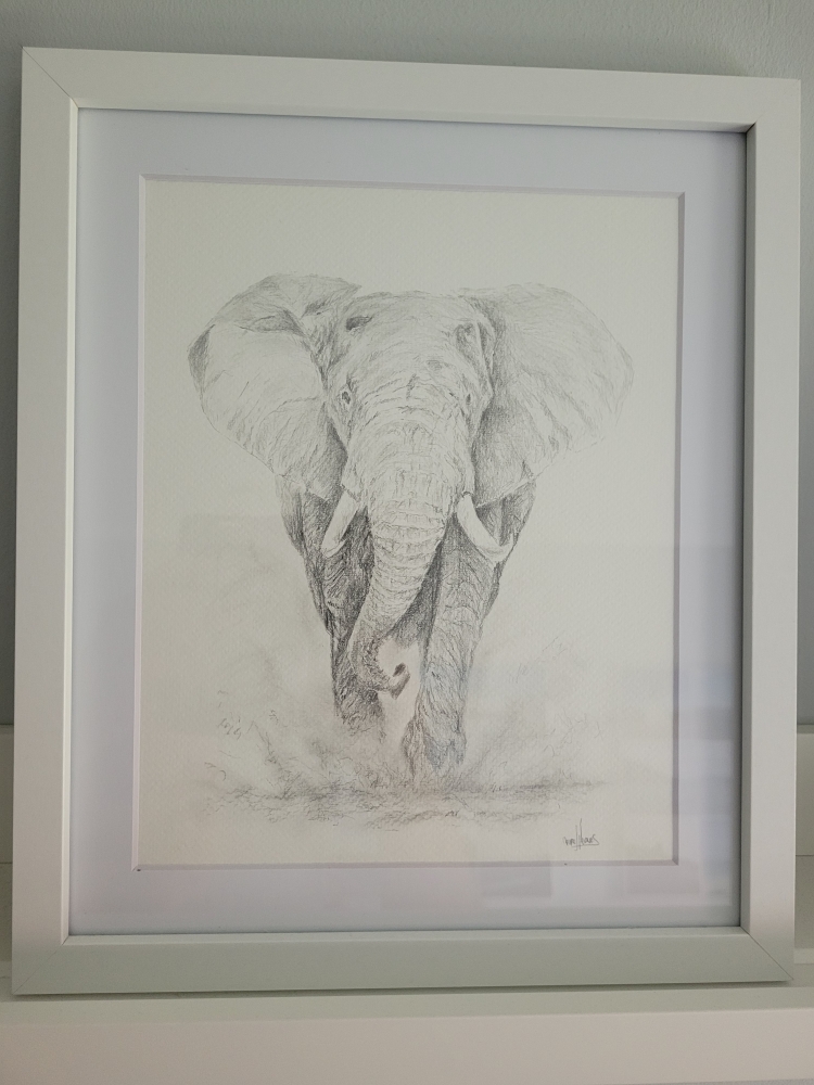 African Elephant