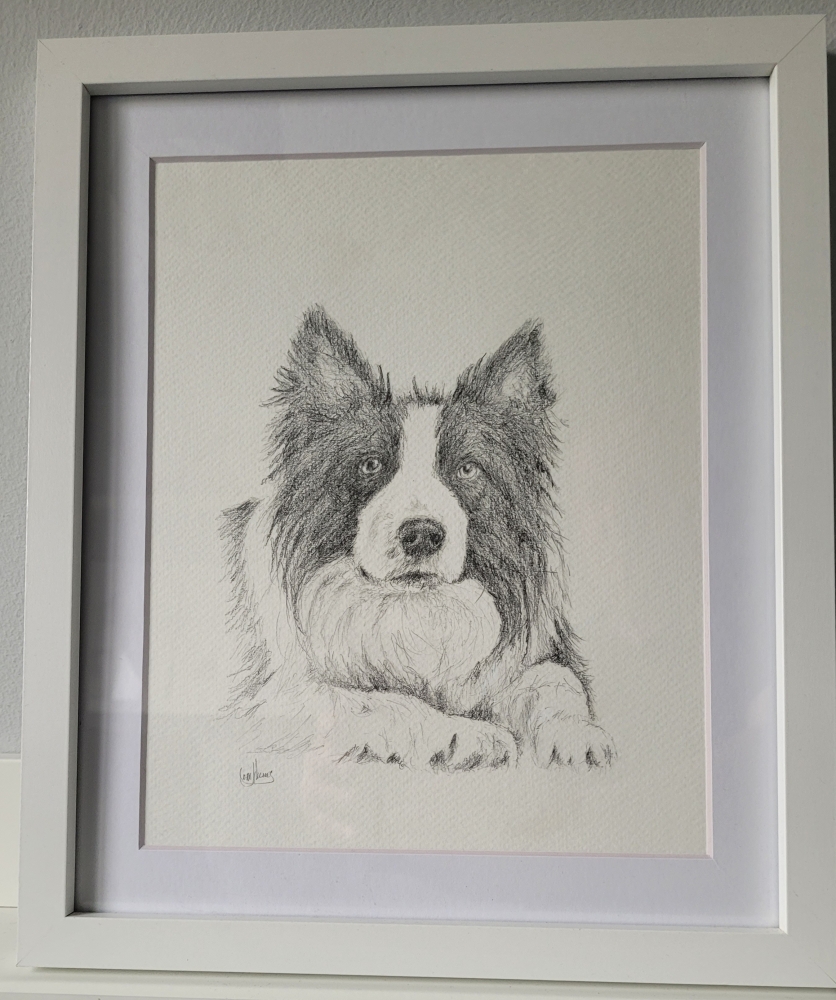 Border Collie