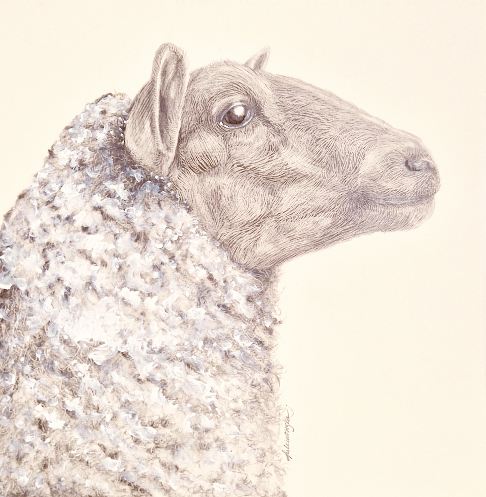 Farm Animals Series - The Sheep (2022)