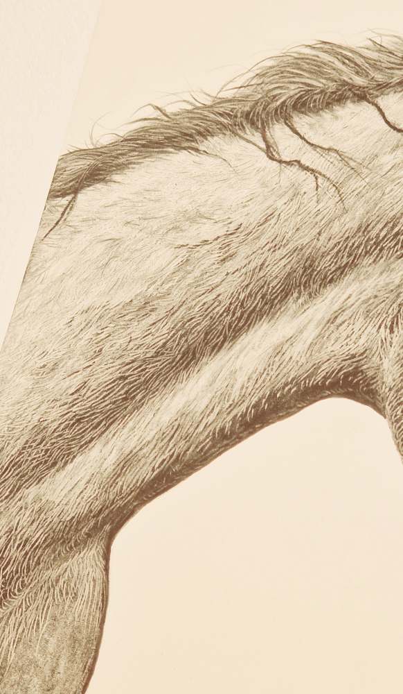 Farm Animals Series- Horse (2022)