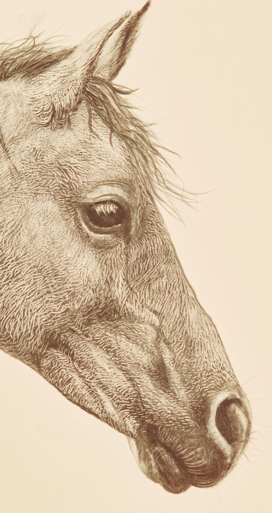 Farm Animals Series- Horse (2022)