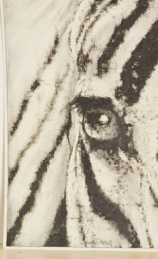 Zebra (2017)