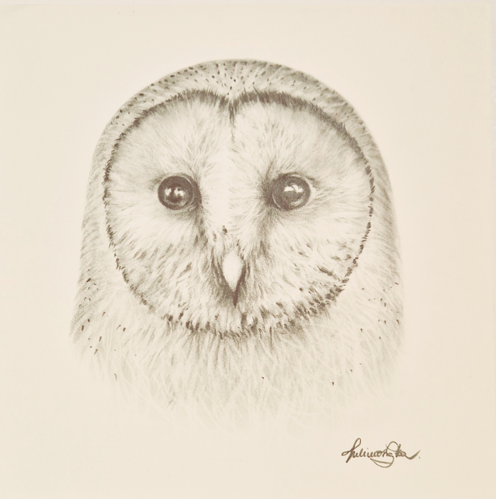 Barn Owl #2 (2017)