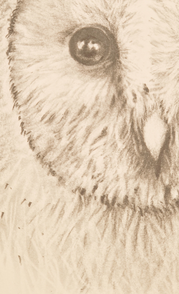 Barn Owl #2 (2017)