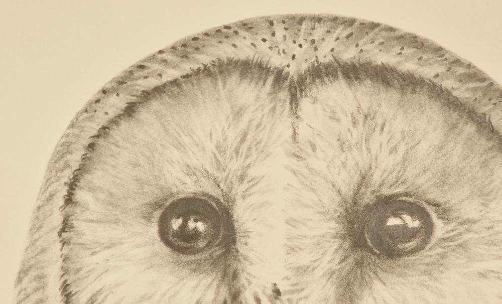 Barn Owl #2 (2017)