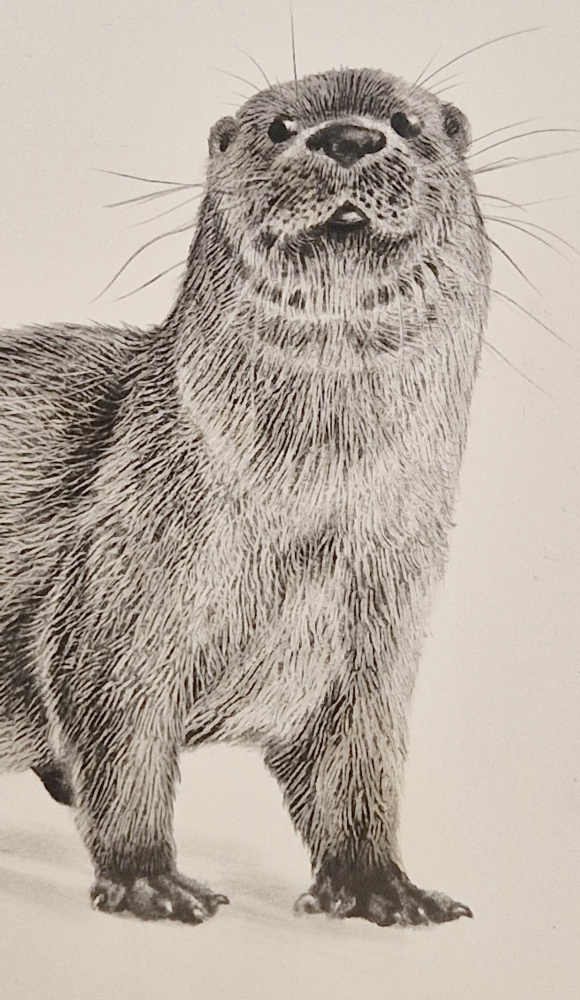 Otter (2021)