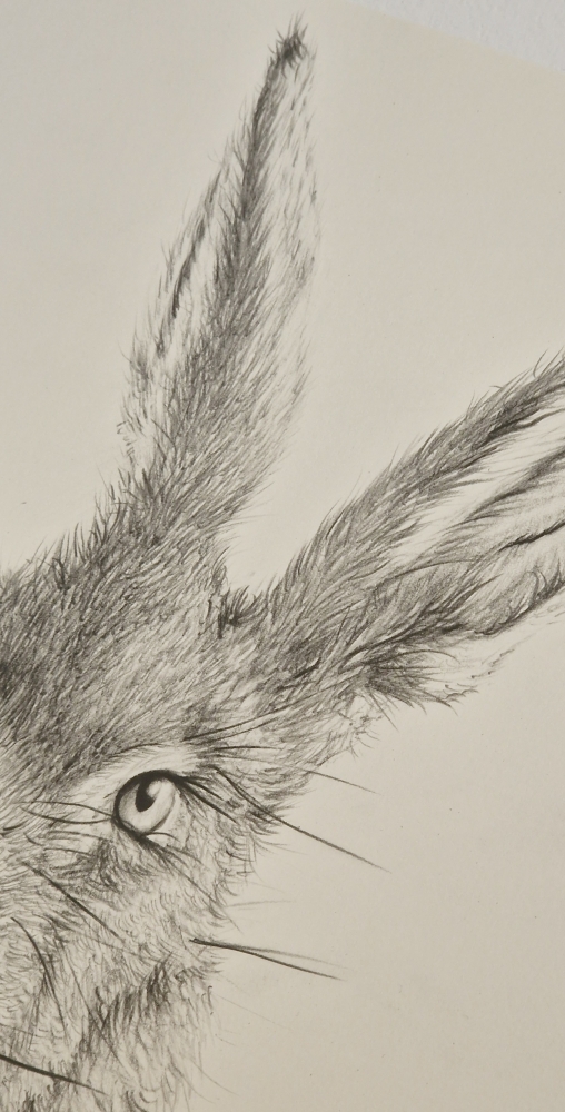 Hare #3 (2021)