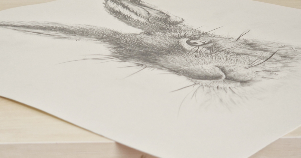 Hare #3 (2021)