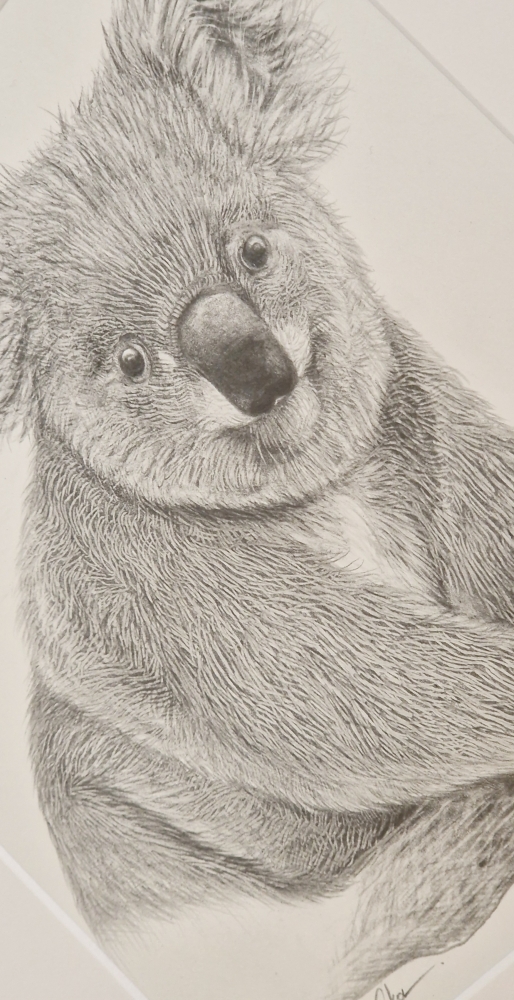 Koala (2021)