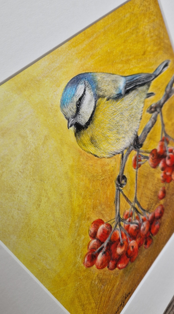 Eurasian blue tit (2021)