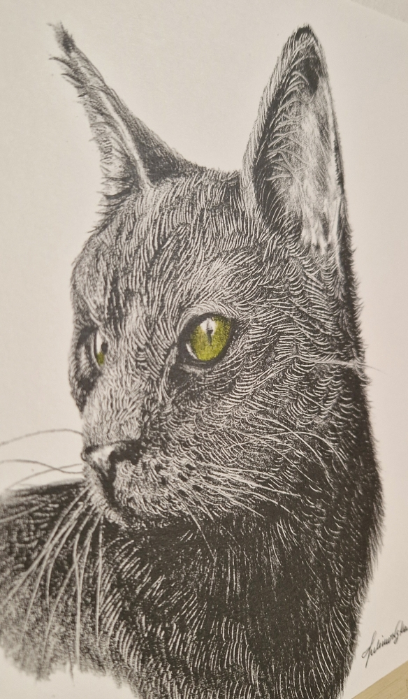 Black Cat (2021)