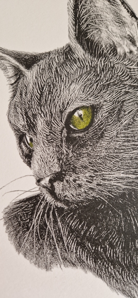 Black Cat (2021)