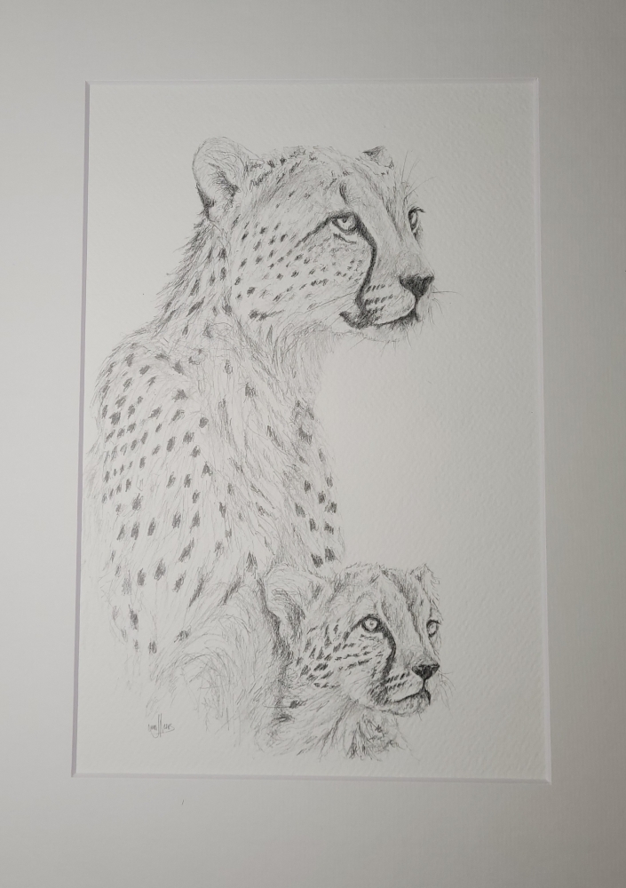 Cheetah and Cub