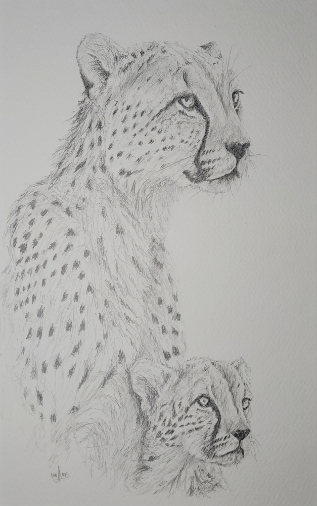 Cheetah and Cub