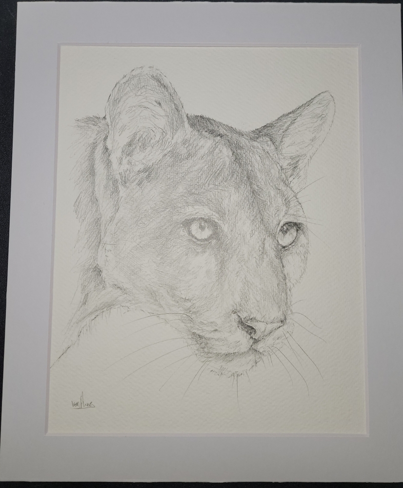 Mountain Lion