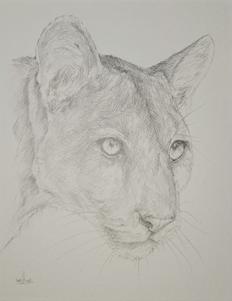 Mountain Lion