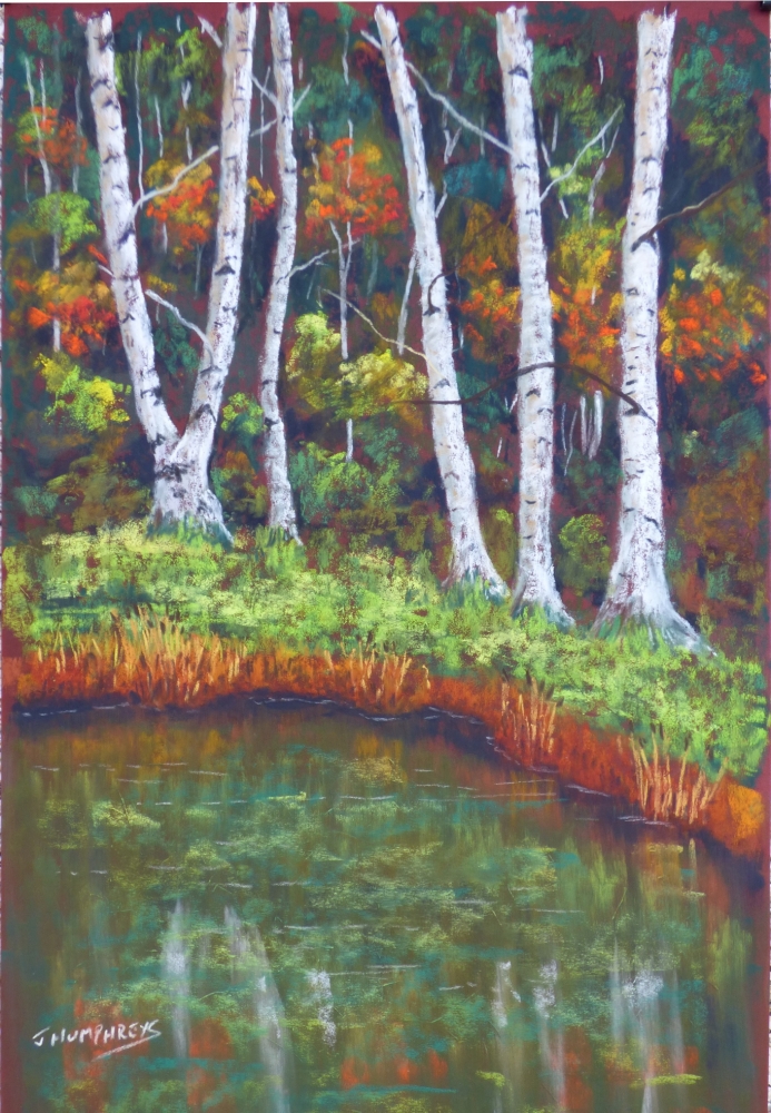 Birch Trees