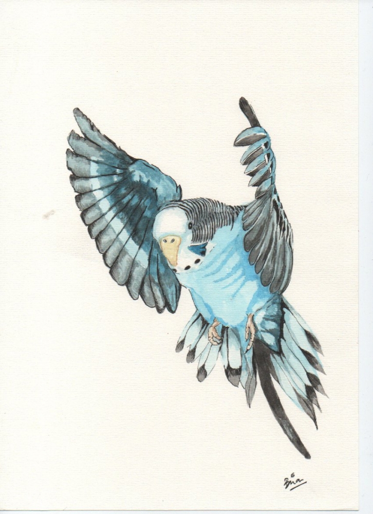 blue budgerigar