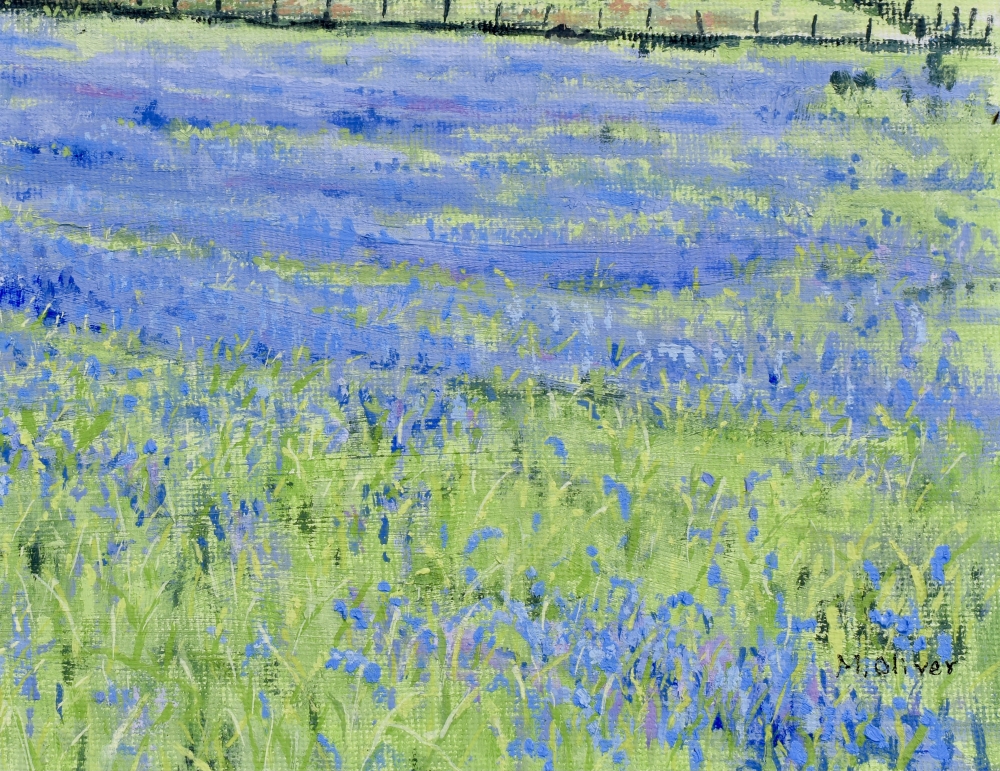 Bluebells, Cwm Pennant