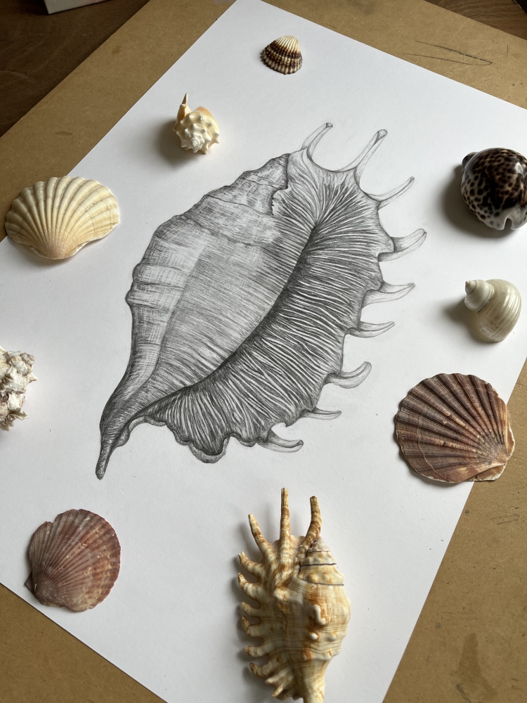 Shell in Graphite