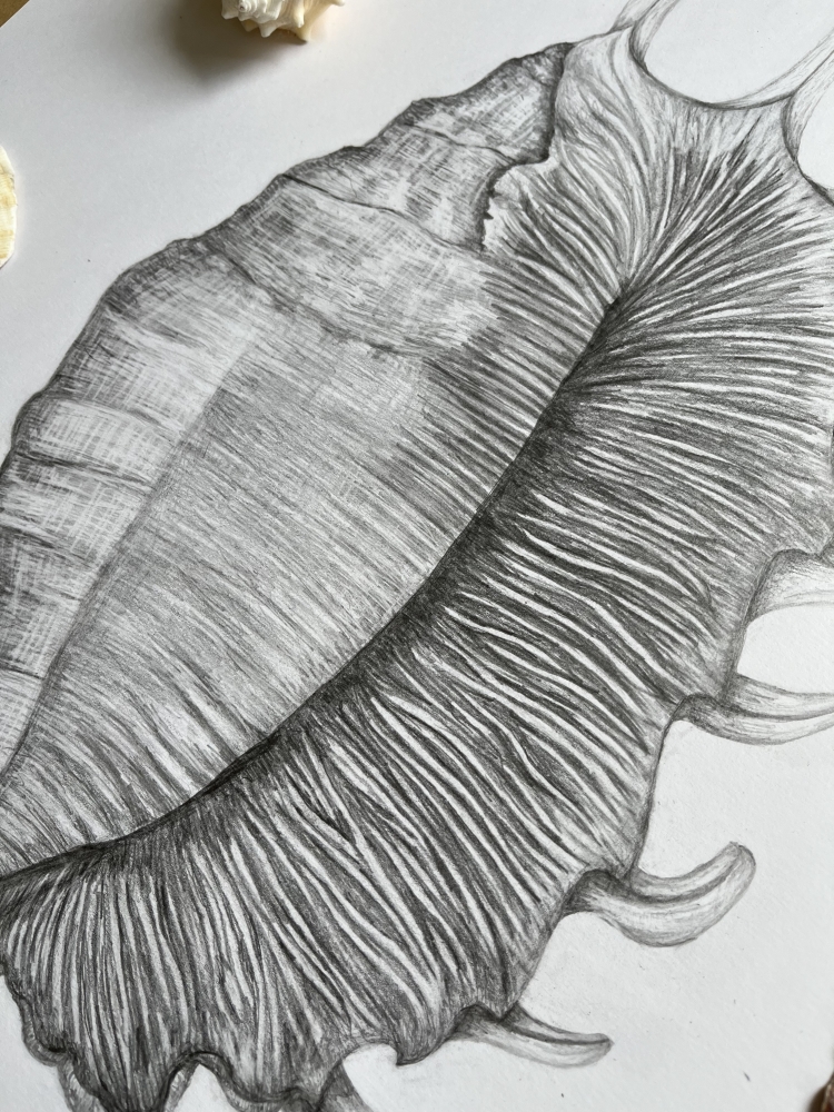 Shell in Graphite
