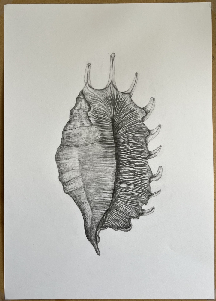 Shell in Graphite