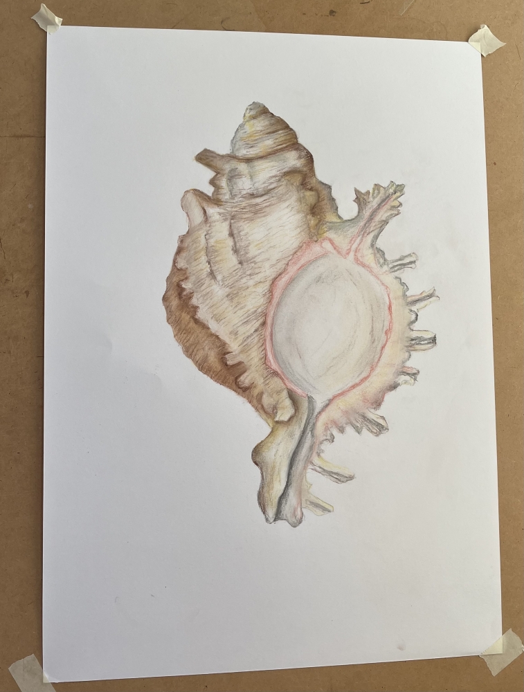 Shell in Pastel 2