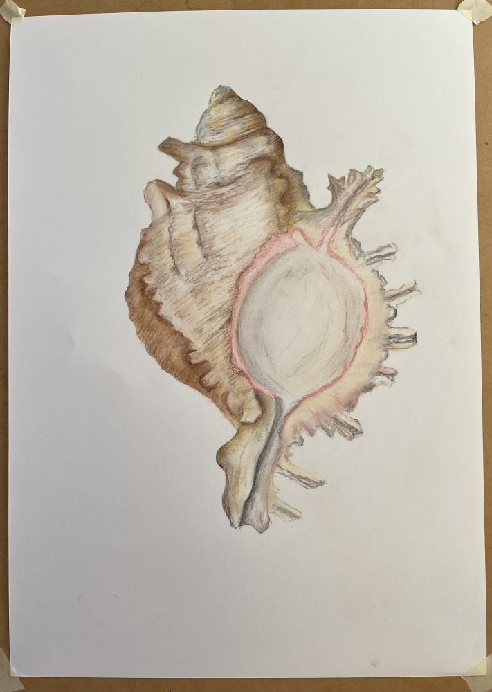 Shell in Pastel 2