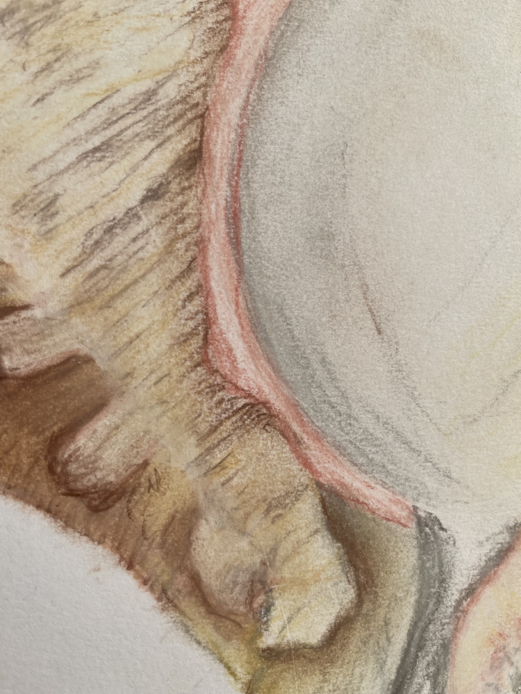 Shell in Pastel 2