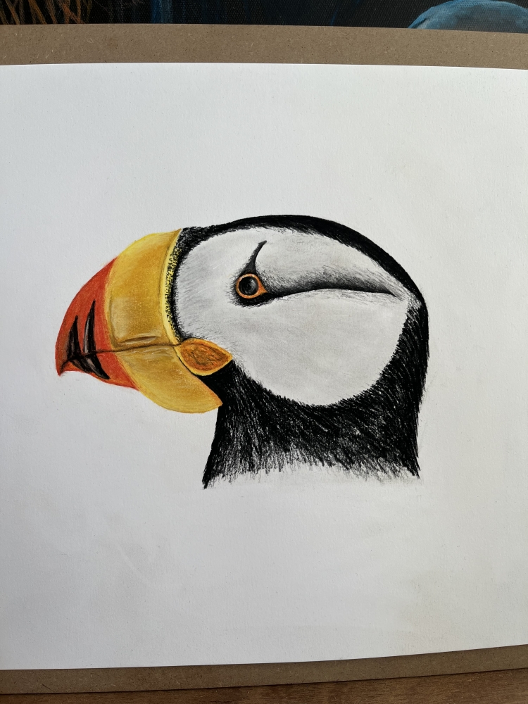 Puffin