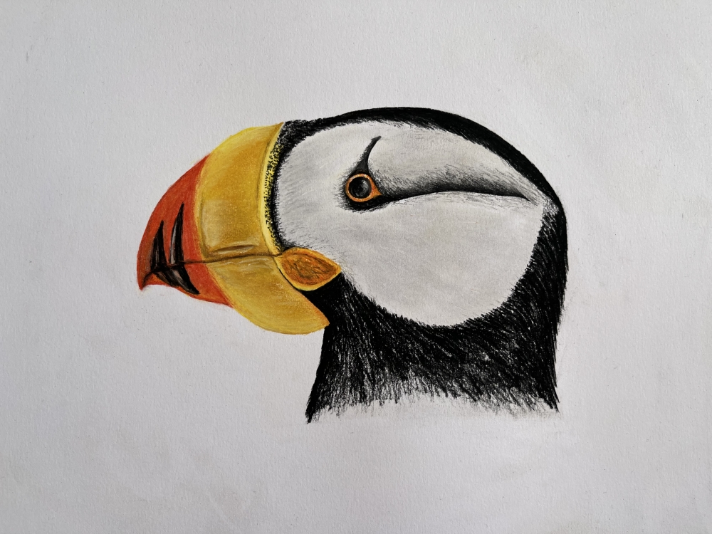 Puffin