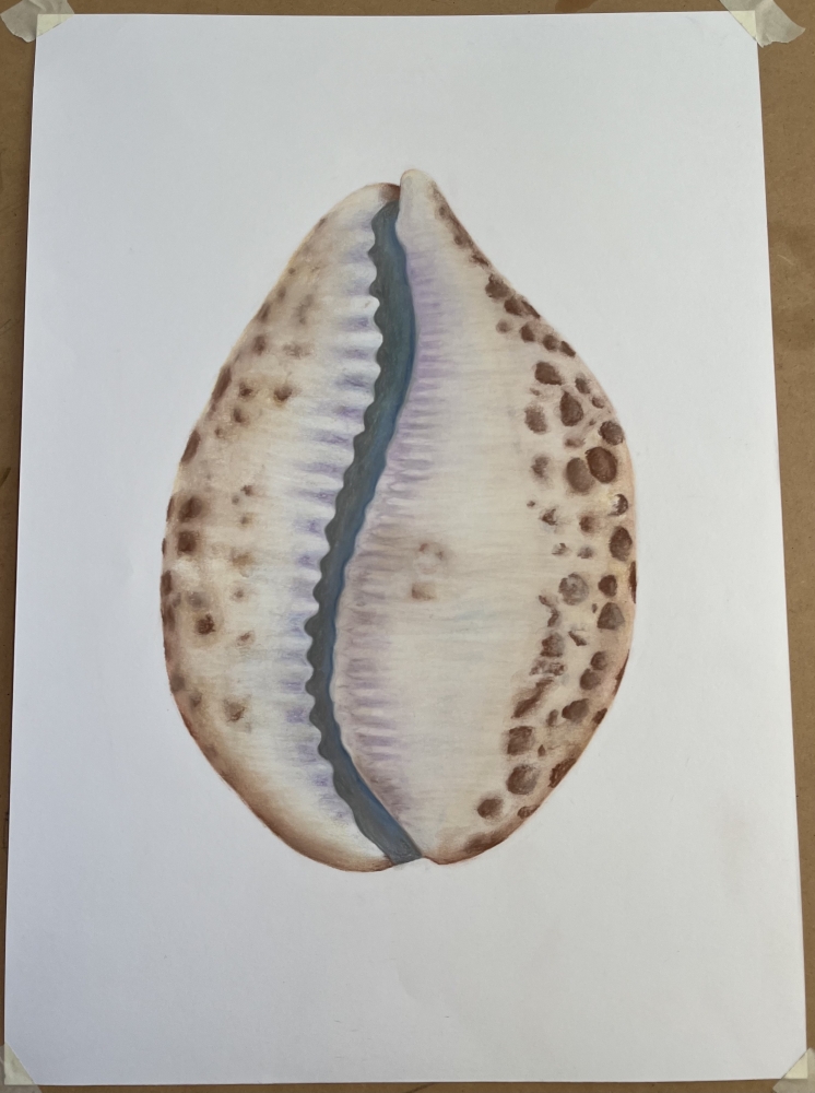 Shell in Pastel 1