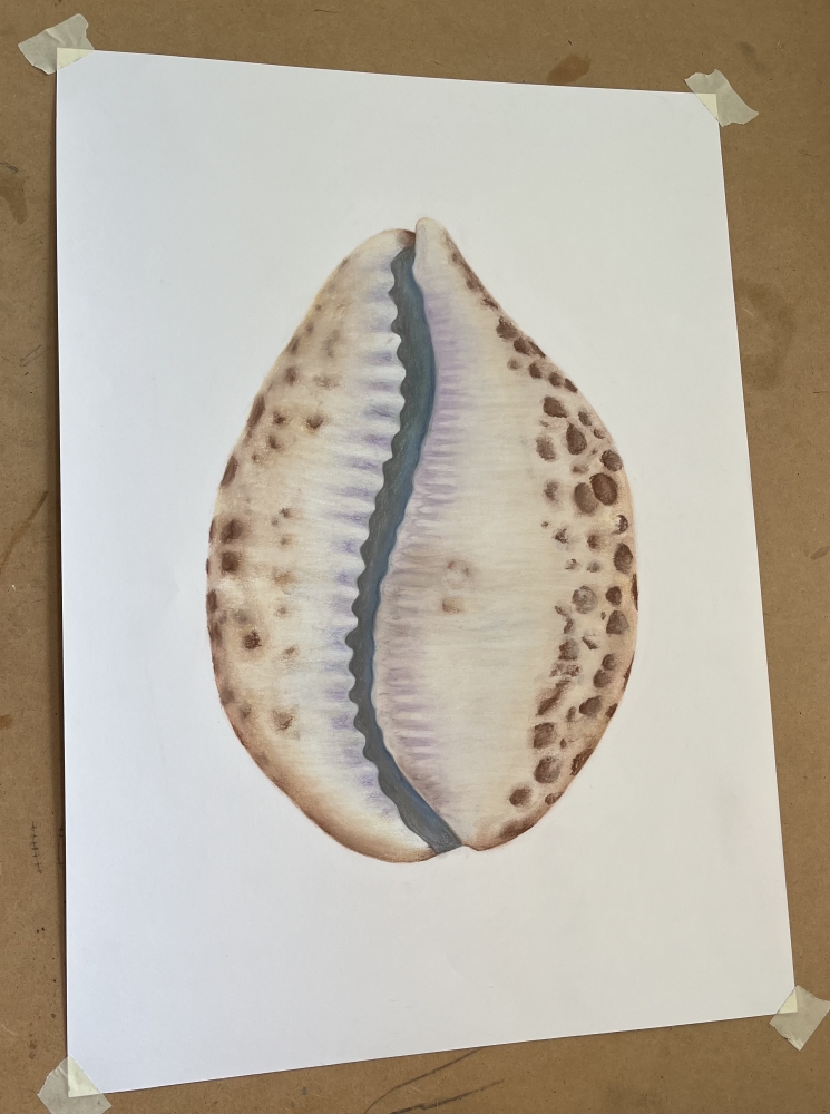 Shell in Pastel 1