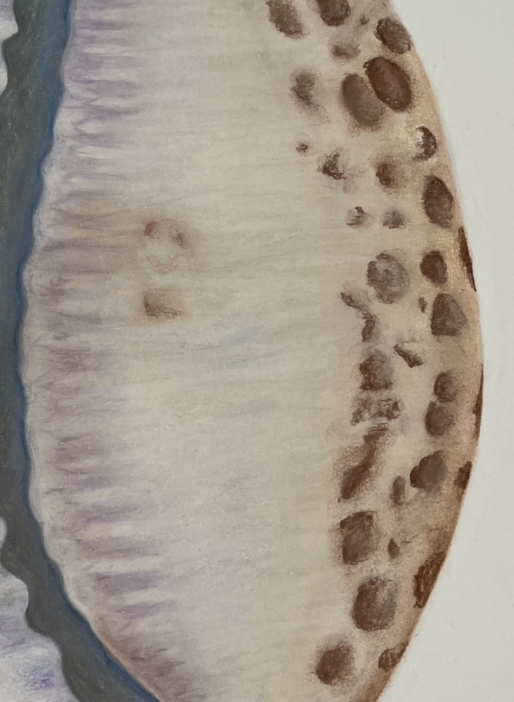 Shell in Pastel 1