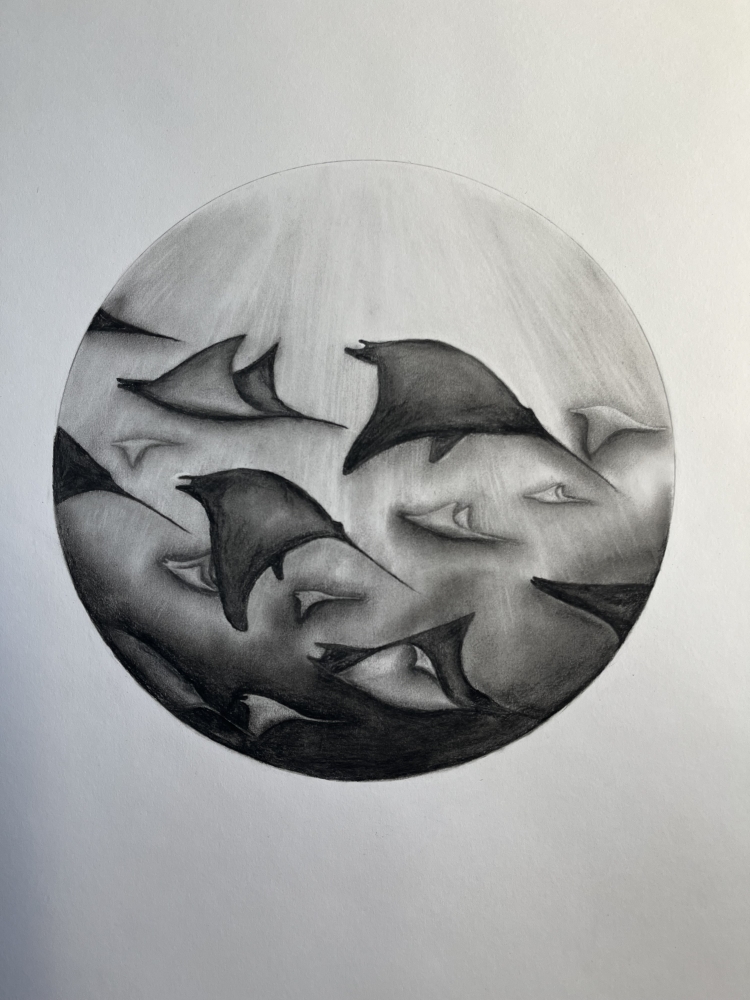 Mobula Rays