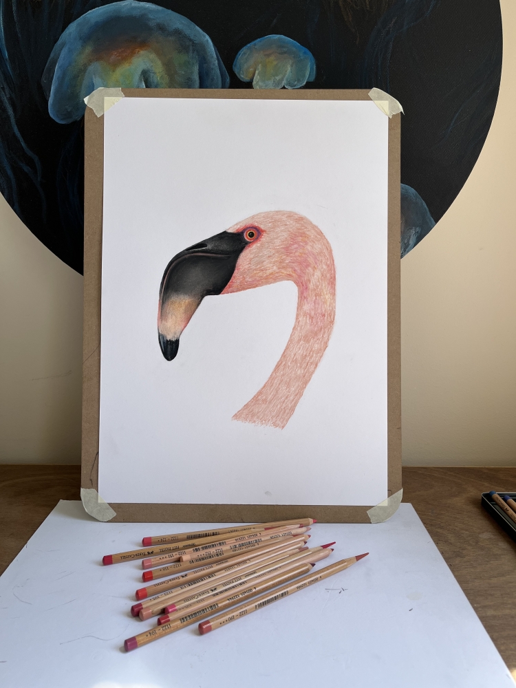 Flamingo