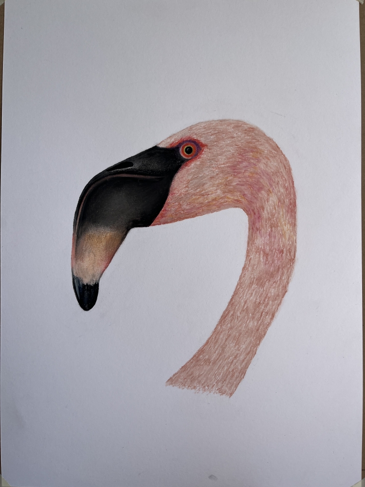 Flamingo