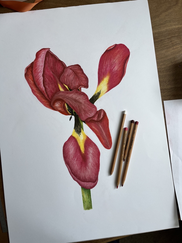 End of Season Tulip 1/3