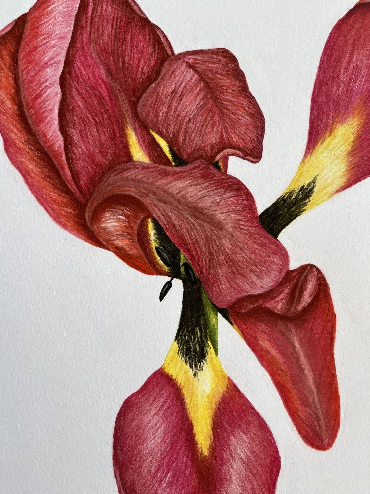 End of Season Tulip 1/3