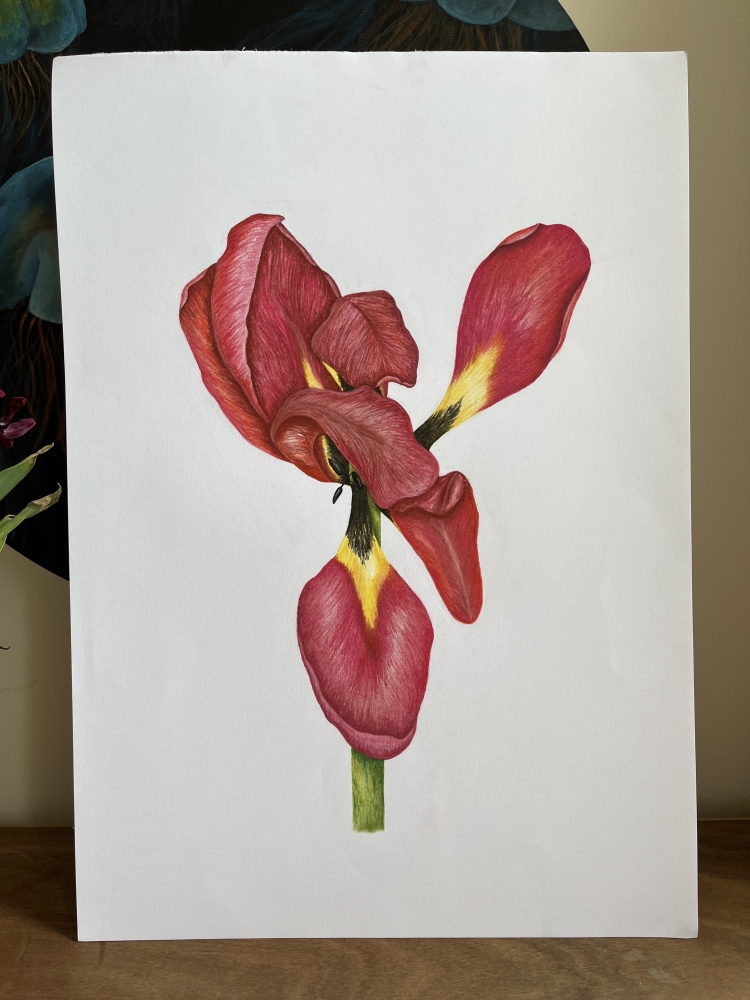 End of Season Tulip 1/3