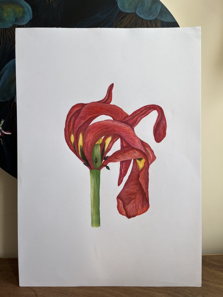 End of Season Tulip 2/3