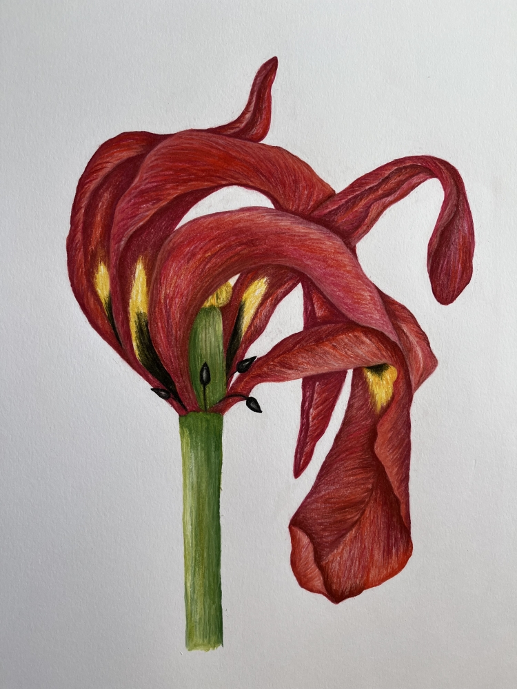 End of Season Tulip 2/3