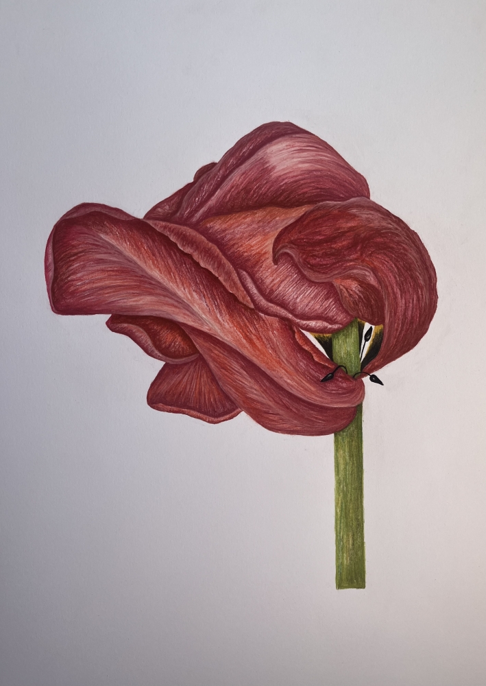 End of Season Tulip 3/3