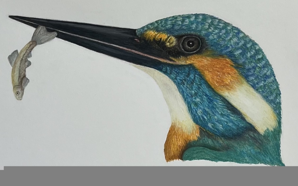 Kingfisher