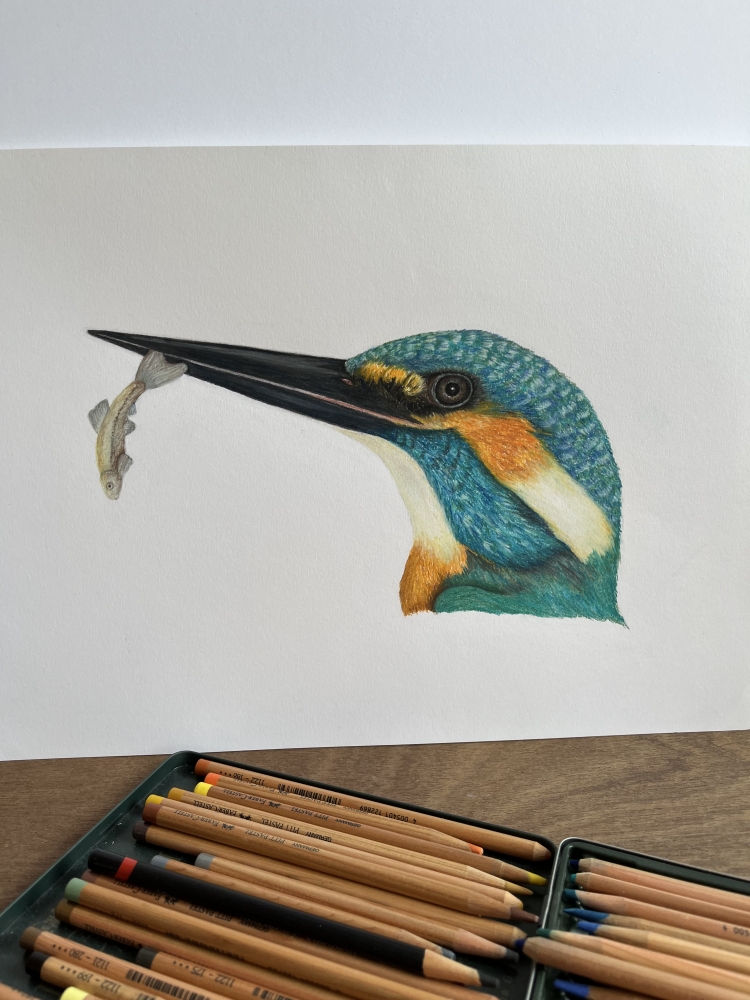 Kingfisher