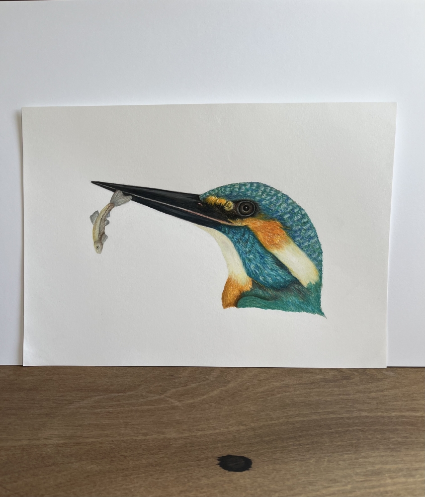 Kingfisher