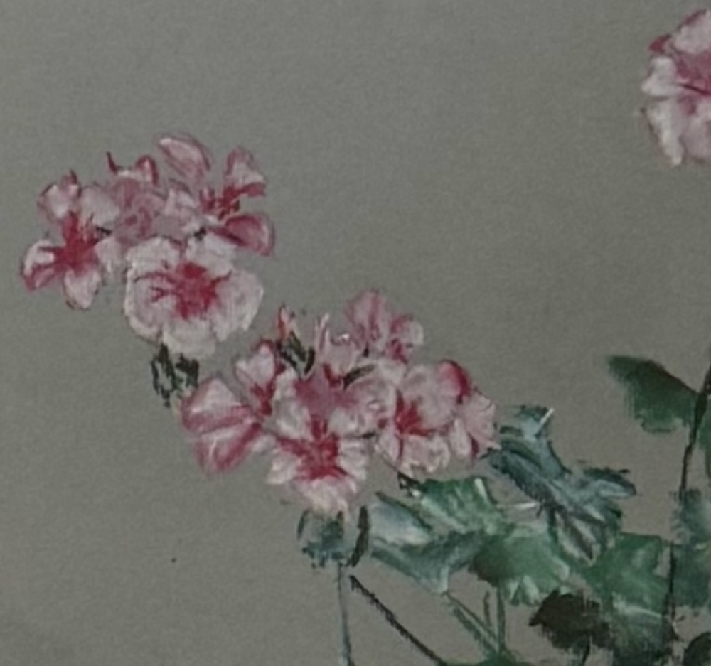 Geraniums 