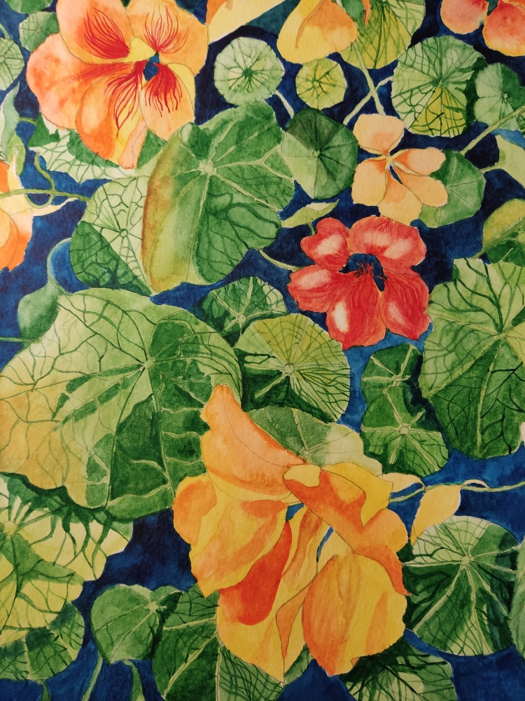 Nasturtium watercolour painting 