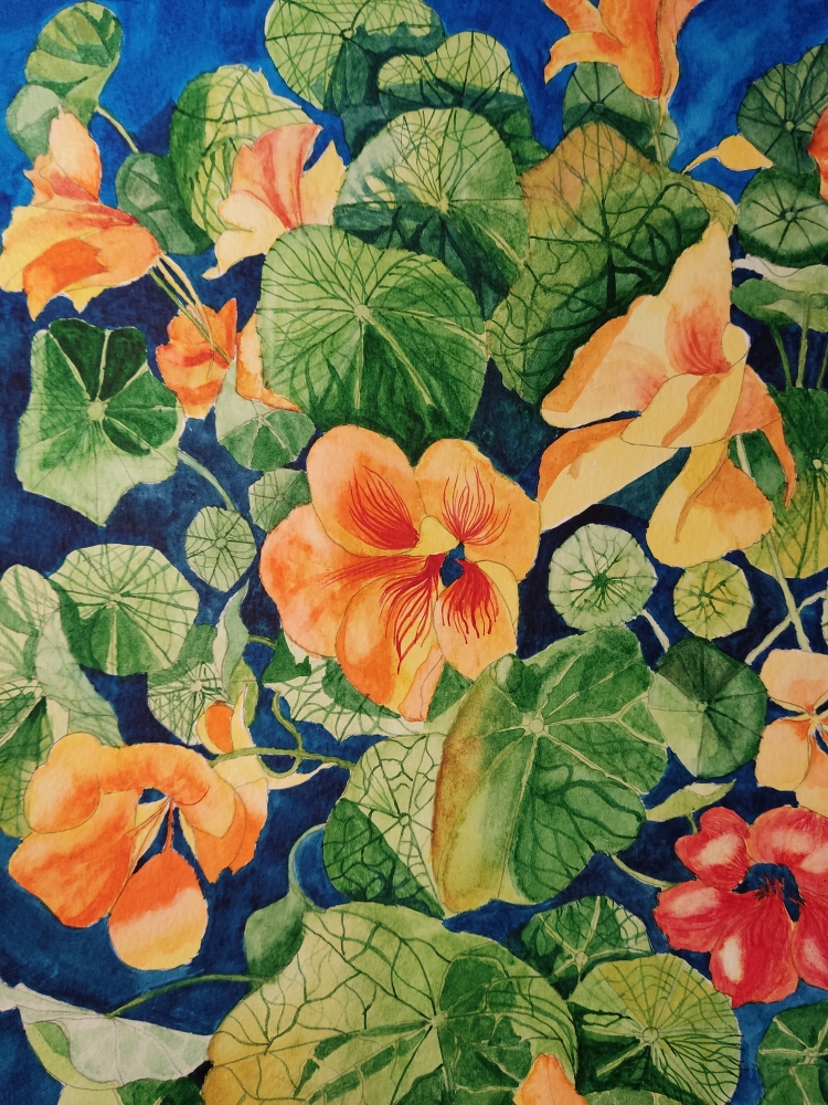 Nasturtium watercolour painting 